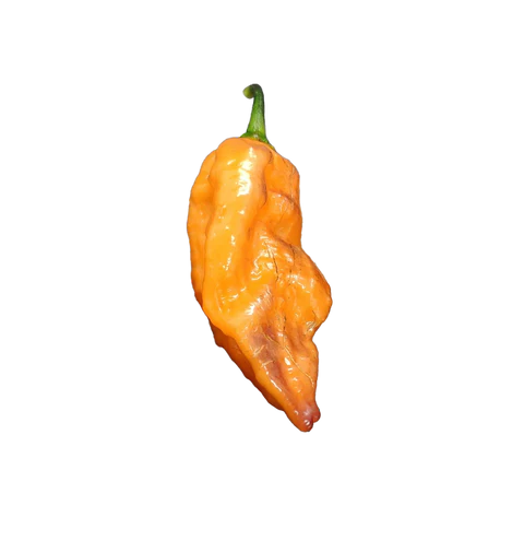 ghost pepper