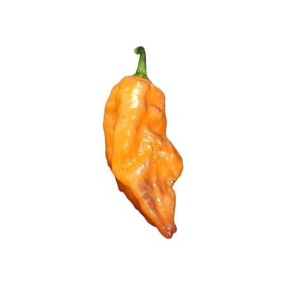 ghost pepper