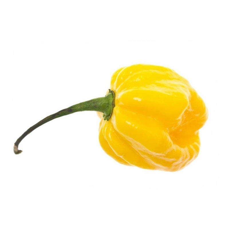 scotch bonnet pepper